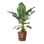 greenville round 40cm ginger brown